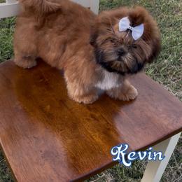Kevin - Red male Shih Tzu puppy in Mercedes, Texas from Tzu Casa