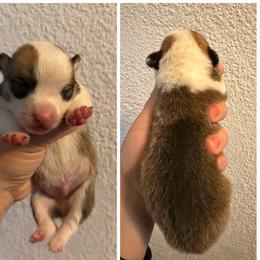 Boy 5 - Sable male Pembroke Welsh Corgi puppy in Helmville, Montana from Calie’s Corgis