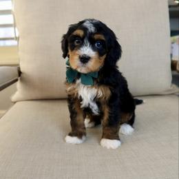 Spider Punk - Tri-color male Bernedoodle puppy in Murray, Utah from Sun Valley Doodles