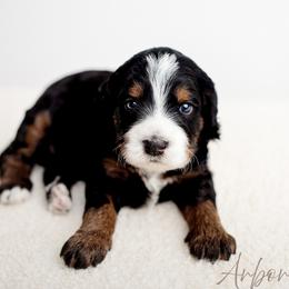 Arbor - Tri-color male Bernedoodle puppy in Athens, Alabama from Brewing Doodles