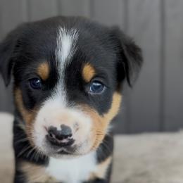 Yellow girl - Black, white and red female Greater Swiss Mountain Dog puppy in Woodland, Washington from Woodland Swissie’s