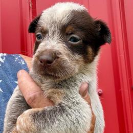 Boy 3 - Blue male Australian Cattle Dog puppy in Morton, Mississippi from Heart K Kennels