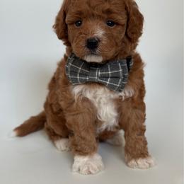 K- BLUE BOY - Red  male Goldendoodle puppy in Lewisville, Texas from Texas Goldendoodle Lovers