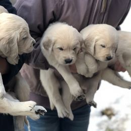 Golden Retrievers from Valley View Goldens