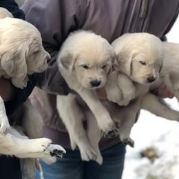 Golden Retrievers from Valley View Goldens