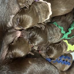 Male 3 - Chocolate male Labrador Retriever puppy in Gainesville, Georgia from Rucker Retrievers