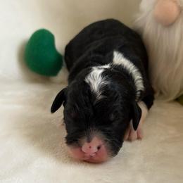 Cuddles - Tri-color female Bernedoodle puppy in Carlotta, California from Lost Coast Bernese Mountain Dogs