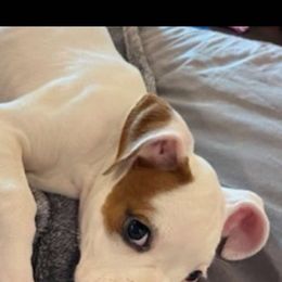 Bella - Boxer