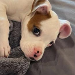 Bella - Boxer