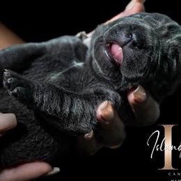 Cane Corso from Island Guard Cane Corso