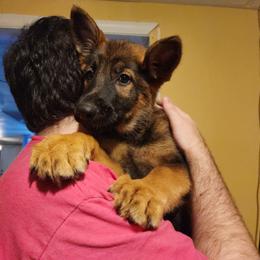 German Shepherd Puppies from Persevere Kennels