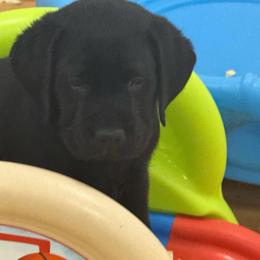 Boy 2 red collar - Black male Labrador Retriever puppy in Ledyard, Connecticut from Outback Stables