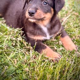 Lori - Merle female Assorted Doodle Crosses puppy in Ohio from Holley Doodles