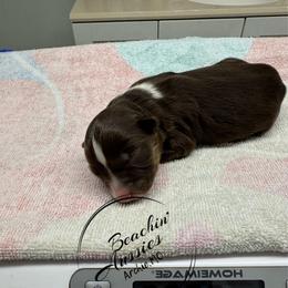 Red tri female 1 - Red tri-color female Australian Shepherd puppy in Archie, Missouri from Beachin' Aussies