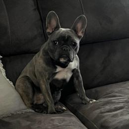 Audrey - Brindle and white female French Bulldog puppy in Franklin, Pennsylvania from Falco’s Frenchies