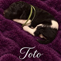 Toto - Parti male Poodle puppy in Washington, Pennsylvania from Patriotic Poodles