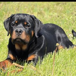 Rottweiler puppies from Vom Wesburg Rottweilers