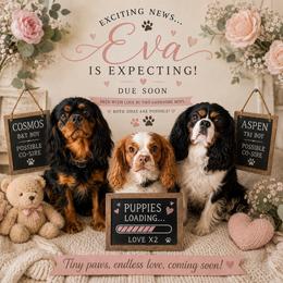 Cavalier King Charles Spaniel puppies from Enchanted Cavaliers