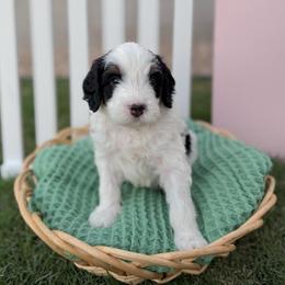 Wormtail - Tri-color male Bernedoodle puppy in Apache Junction, Arizona from Coffey House Doodles
