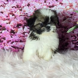 Snickers - Tricolor male Shih Tzu puppy in Hialeah, Florida from Shih Tzu Miami