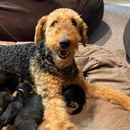 Airedale Terriers from Allie’s Airedales