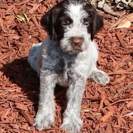 Boy 2 - Brown and gray male Wirehaired Pointing Griffon puppy in Afton, Wisconsin from Daehler's Wirehaired Pointing Griffons