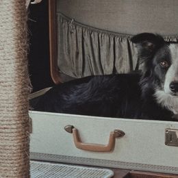 Border Collies and Chihuahuas from Riverwood