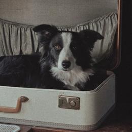 Border Collies and Chihuahuas from Riverwood