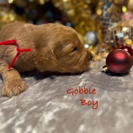 Gobble - Red  male Goldendoodle puppy in Rockville, Minnesota from Bracha Poodles & Doodles