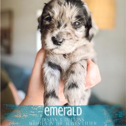 Emerald - Merle female Goldendoodle puppy in Soddy Daisy, Tennessee from The W Doods