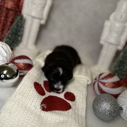 Poodle and Schnoodle Puppies from Bred by Brennen