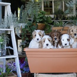 Australian Labradoodle Puppies from Lake Blue Australian Labradoodles