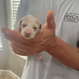 Cockapoo Puppies from Brevard County Cockapoos