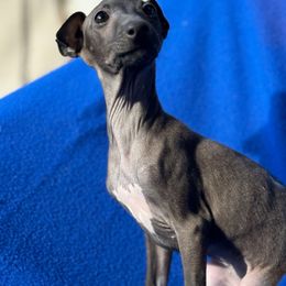 Piña Colada - Italian Greyhound