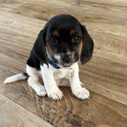 Pocket Beagle Tracker Jack - Black white and tan male Beagle puppy in Gentry, Arkansas from HC Puppy Ranch