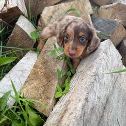 Chocolate Dapple Milo - Dapple male Dachshund puppy in Springfield, Ohio from LUXEYPUPS