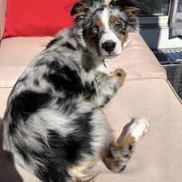 Miniature Australian Shepherd and Toy Australian Shepherd Puppies from Loyal Litters Toy Australian Shepherds