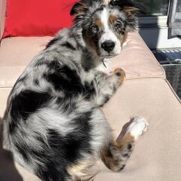 Miniature Australian Shepherd and Toy Australian Shepherd Puppies from Loyal Litters Toy Australian Shepherds