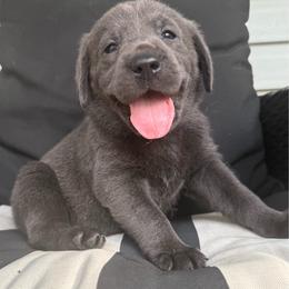 Artemis- Yellow - Charcoal female Dilute Retriever puppy in Marion, Illinois from Summer Lovin’ Labradors of Southern Illinois