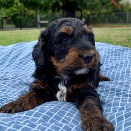 Maverick - Phantom male Bernedoodle puppy in Yuba City, California from Ranch House Doodles