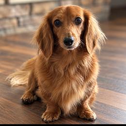Bailey - Dachshund
