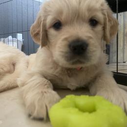 Golden Retriever Puppies from Rebel Retrievers