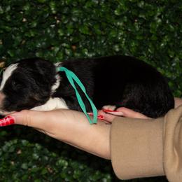 Clover - Black tri-color female Australian Shepherd puppy in Placerville, California from BFF Aussies