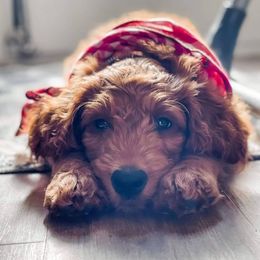 Goldendoodle Puppies from Rustic Road Doodles