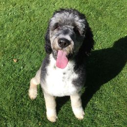 Genesis - Bernedoodle
