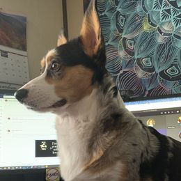 Freya - American Corgi