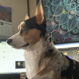 Freya - American Corgi