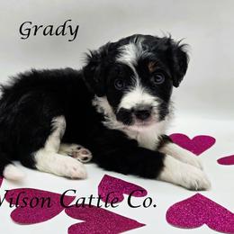 Grady - Black tri-color male Aussiedoodle puppy in Lancaster, Minnesota from Wilson Cattle Co.