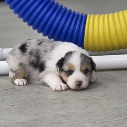 Paisley - Blue merle female Australian Shepherd puppy in Jameson, Missouri from Sky Creek