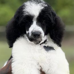 Goldendoodle and Poodle Puppies from Denikka Collins